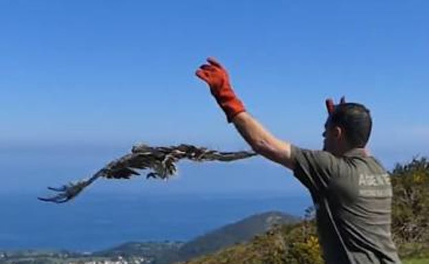 Medio Rural pone en libertad a un águila curada en Redes