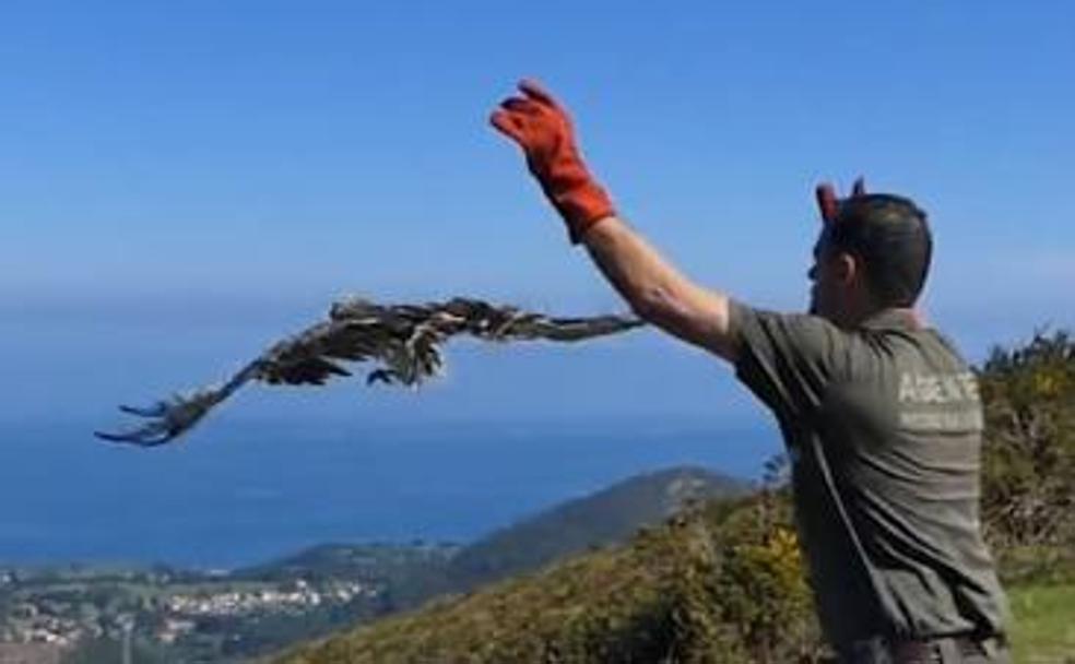 Medio Rural pone en libertad un águila curada en Redes