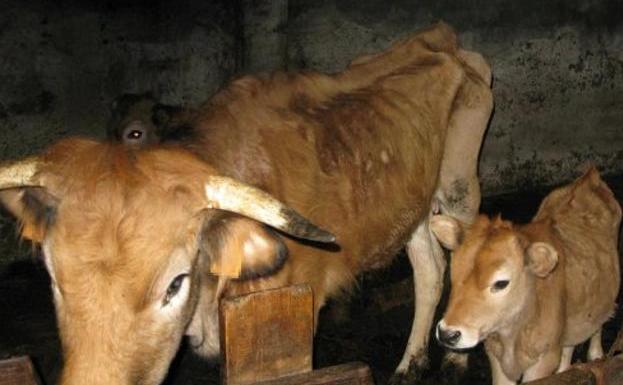 A juicio dos ganaderos de Salas por dejar a su ganado a la intemperie, sin comida ni cuidados