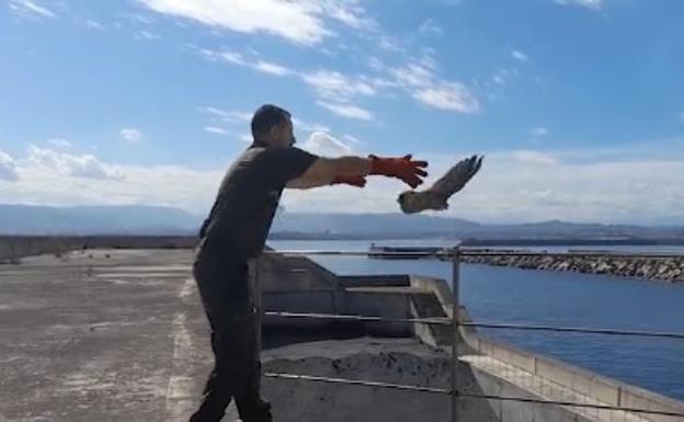 Liberan a un halcón peregrino desde El Musel de Gijón