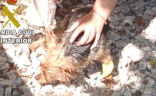 Investigados por la muerte de un perro al que dejaron encerrado en un coche en Parres