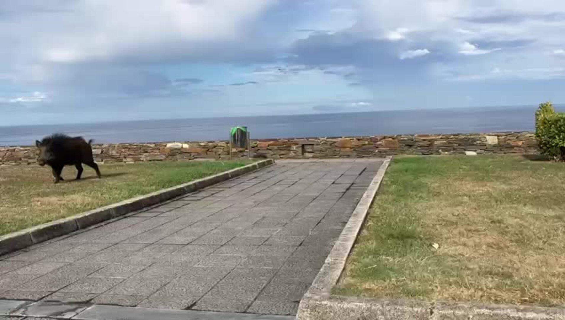 Un jabalí se pasea junto al faro de Ortiguera (Coaña)