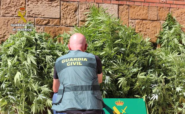 Detenido un vecino de Carreño por el cultivo de 18 plantas de marihuana en Perlora