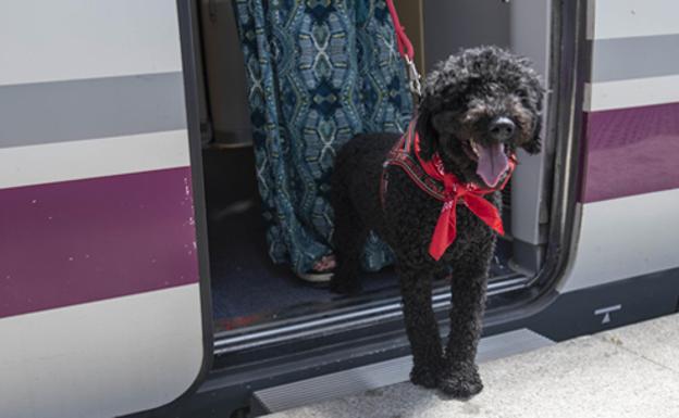 Los perros grandes ya pueden viajar en AVE