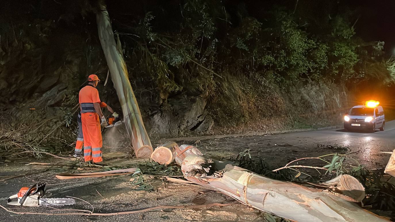 Un enorme eucalipto corta la carretera en Blimea