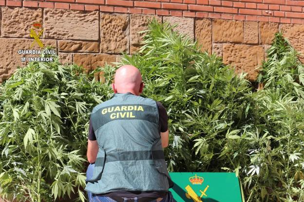 Detienen a un vecino de Carreño por cultivar 18 plantas de marihuana