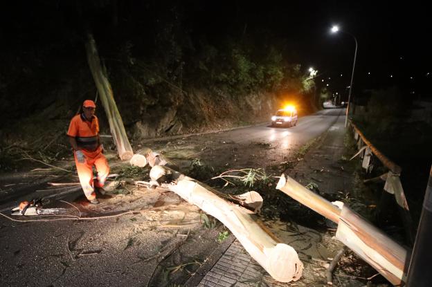 Carreteras dice que los responsables de la caída de eucaliptos en la AS-387 son sus propietarios