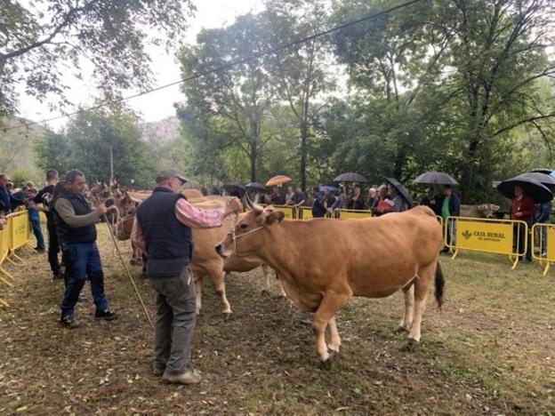 «Estamos asediados por el lobo», alerta el sector ganadero del Alto Nalón