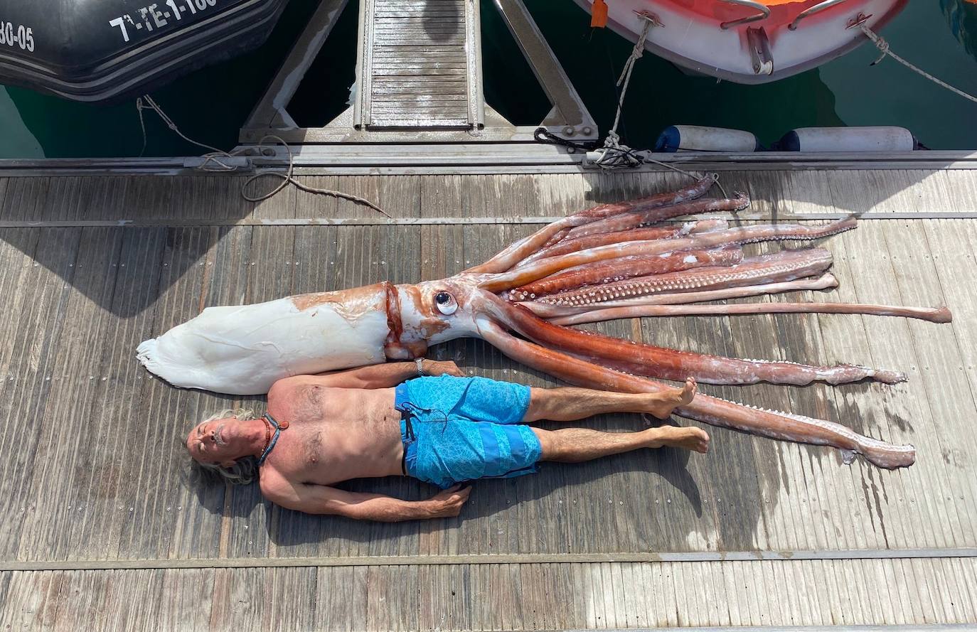 Aparece en Canarias un calamar gigante de más de 200 kilos