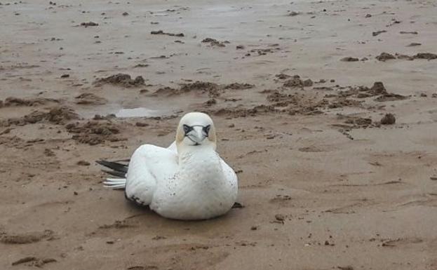 El Principado alerta de casos de gripe aviar detectados en aves costeras y migratorias