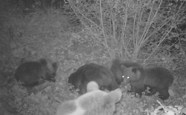 Localizan en Asturias a una osa y sus cuatro oseznos en perfectas condiciones