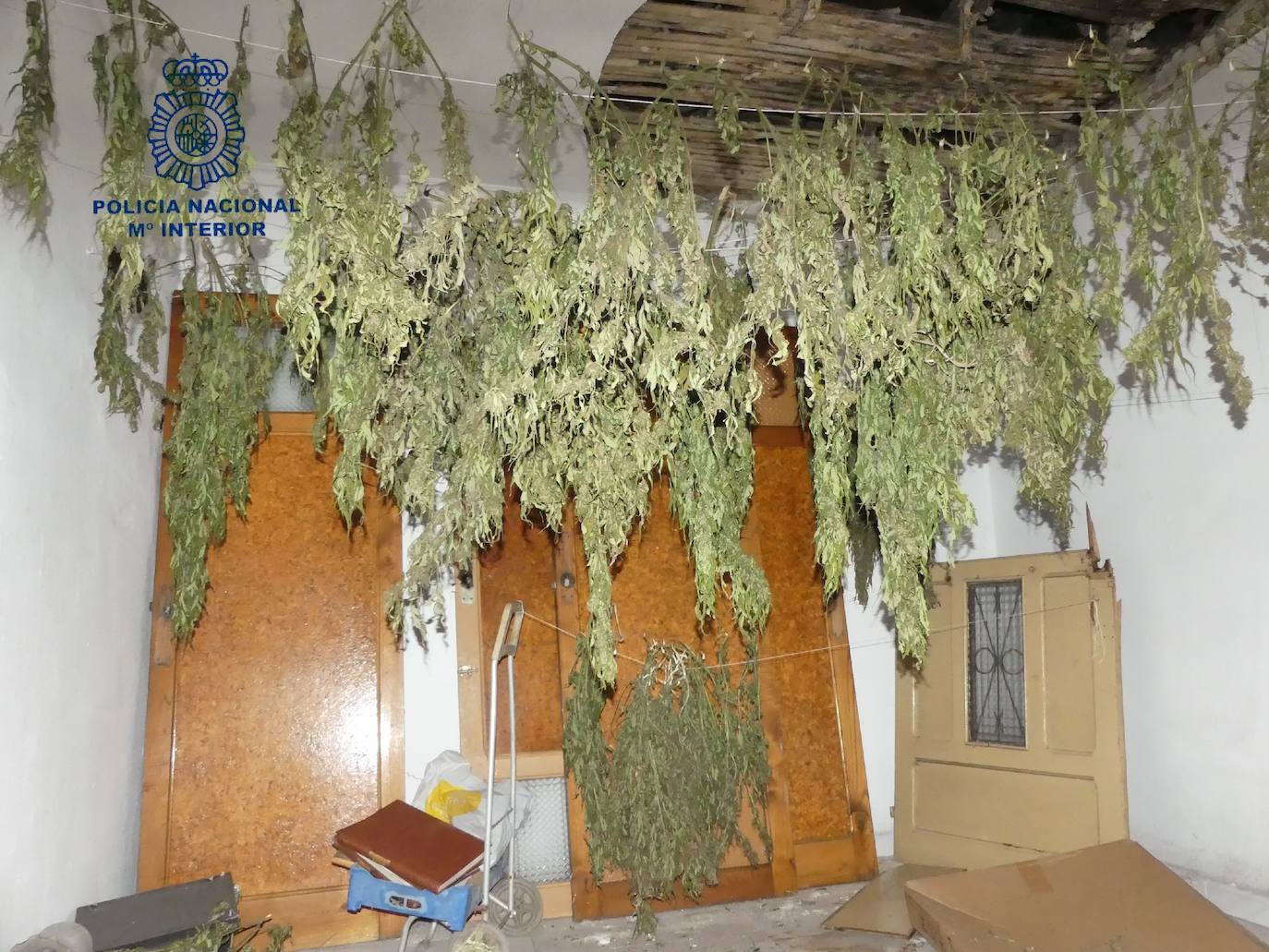 Detenido tras hallar 600 plantas de marihuana en una vivienda de El Entrego que okupó para su cultivo