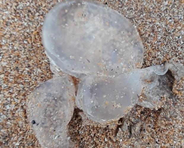 Aparecen medusas en la playa de San Lorenzo arrastradas por la mar de fondo