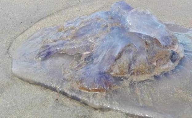 Aparecen por todo el litoral asturiano medusas de gran tamaño