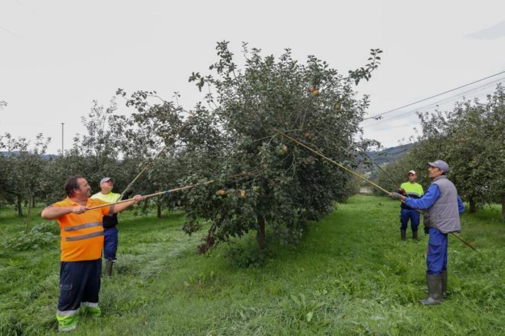 Poca manzana para sidra con más graduación