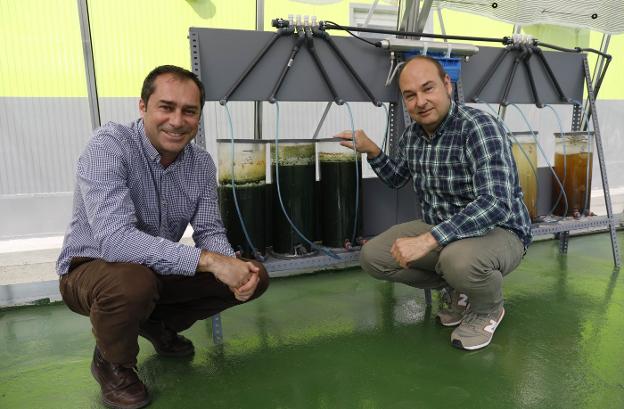 Neoalgae lanzará en diciembre la línea de alimentación de origen vegetal