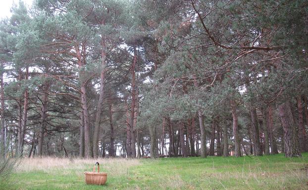 Micología, bosques y senderismo para tres domingos distintos