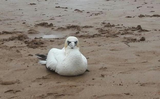 Castrillón pone en guardia a los propietarios de aves tras el caso de gripe aviar en Bayas