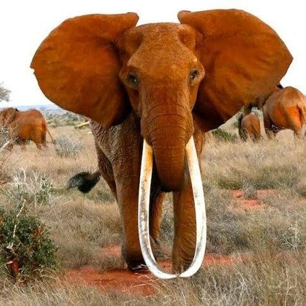 Fallece 'Dida', la hembra de elefante con los colmillos más largos