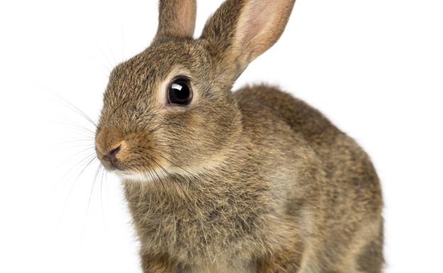 Esta es la lista de animales que no podrás tener como mascotas