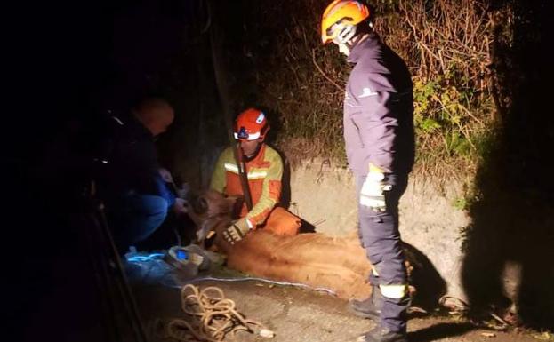 Rescatan a una ternera que se quedó atrapada en una alcantarilla en Ponga