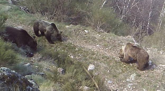 Los osos asturianos se adentran ya en las montañas de León