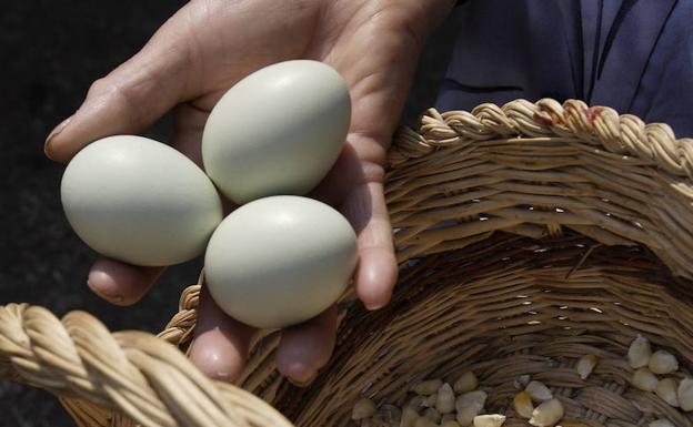 ¿Son los huevos azules más sanos que los comunes?