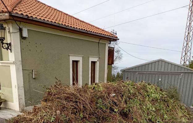Recogida de los restos de la poda de hortensias en Ranón