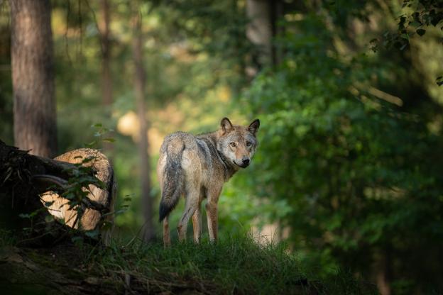 El juez decidirá si la orden para matar por primera vez a un lobo protegido se puede ejecutar