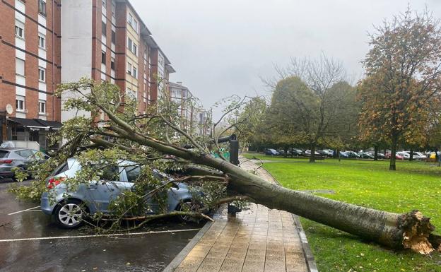 El temporal derriba un árbol en el parque de Versalles