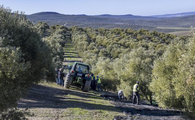 Planas pide a la UE más fertilizantes para frenar el alza de los alimentos