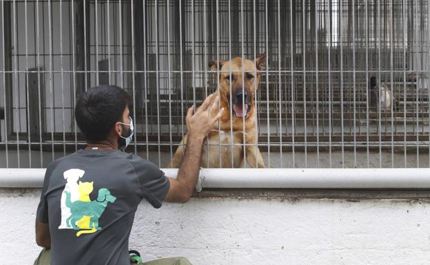 La advertencia de la Justicia sobre la ley del maltrato animal: penas más duras por pegar al perro que a la pareja