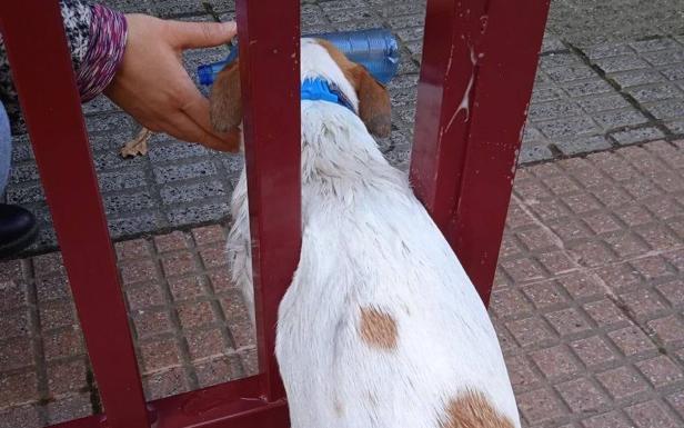 Rescatan en Gijón a un perro que quedó atrapado en una verja
