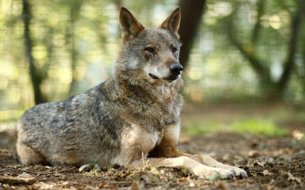 Alertan de ataques de lobos a seis kilómetros del centro de Oviedo