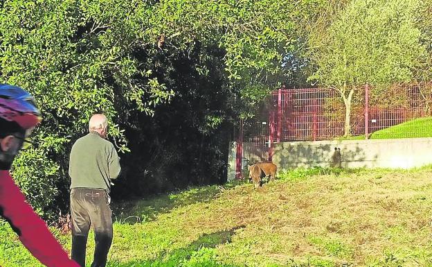La Policía confunde a un vecino con un ladrón cuando corría perseguido por un jabalí en Somió