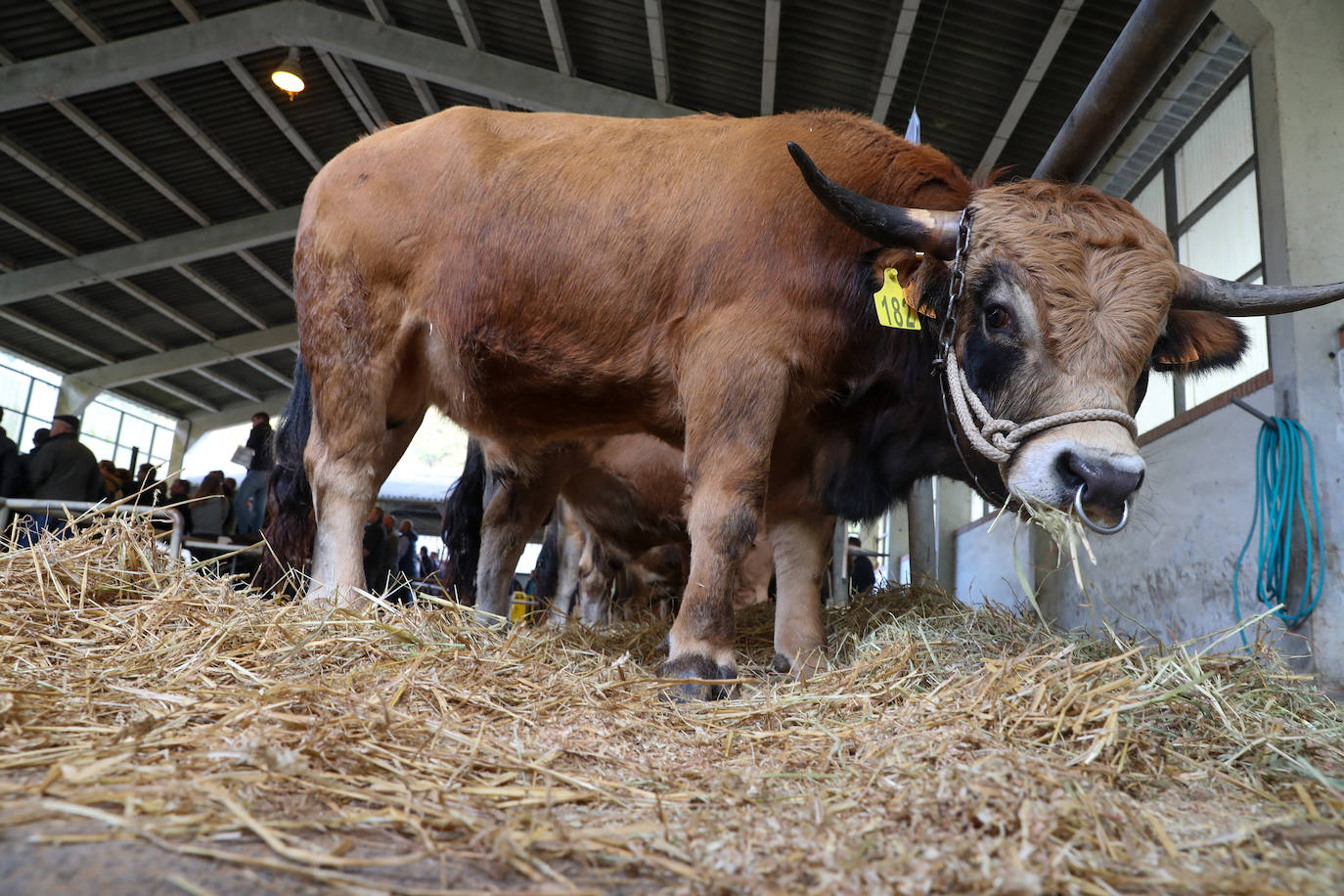 Toros de raza casina por más 28.000 euros en total