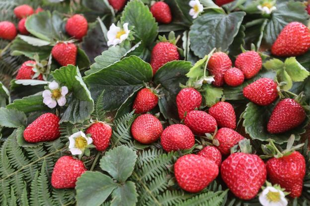 Los 35 productores de fresa de Candamo encargan 16.000 plantas