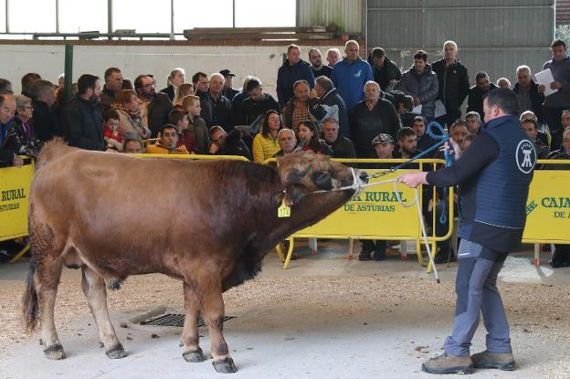 'León', un semental casín de récord que alcanza los 3.500 euros en Cangas