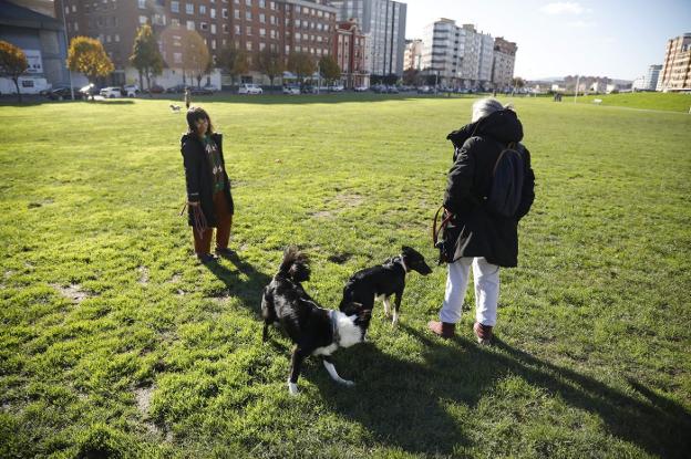 Gijón plantea multar a quien deje dos horas a su mascota en el coche o use perreras muy pequeñas