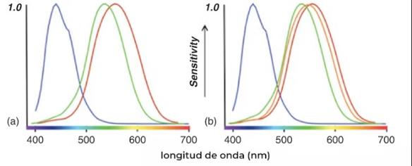 Tricromatas vs tetracromatas. Human Color Vision and Tetrachromacy, Elements in Perception (Cambridge University).