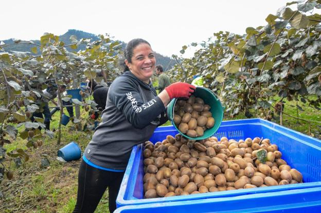 Menos kiwis pero «de gran calidad»