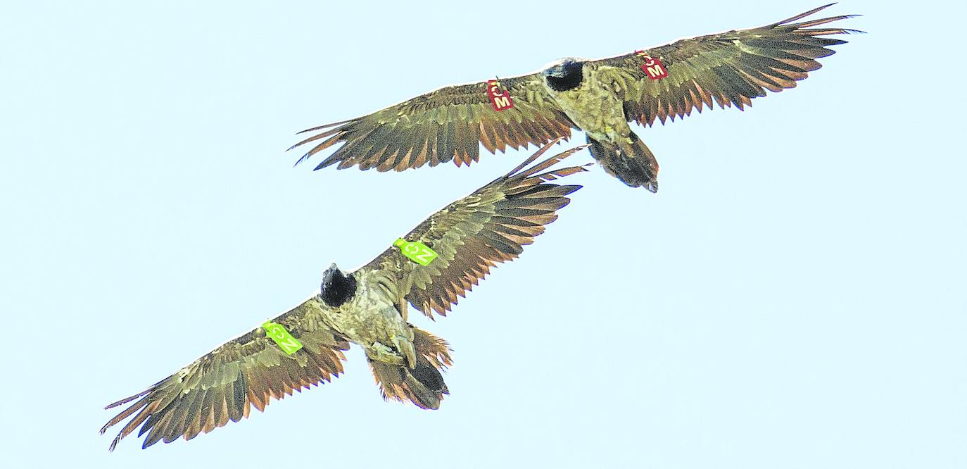 El quebrantahuesos remonta el vuelo