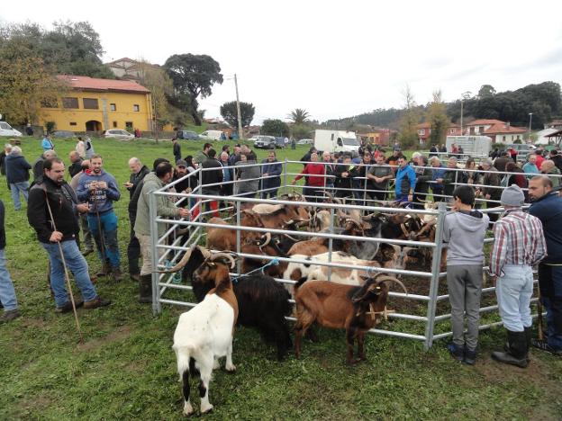 Poco ganado y precios contenidos en la tradicional feria de Santa Lucía en Posada