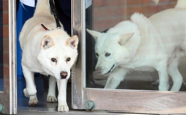 Los perros de la paz van al zoo