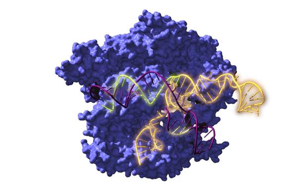 Un estudio español reconstruye proteínas de hace 2.600 millones de años que podrían usarse contra enfermedades actuales