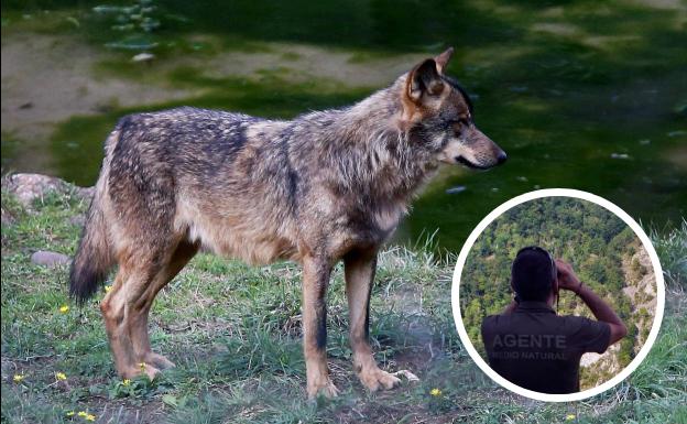 Investigan la muerte de una loba adulta en el Parque Nacional de los Picos de Europa