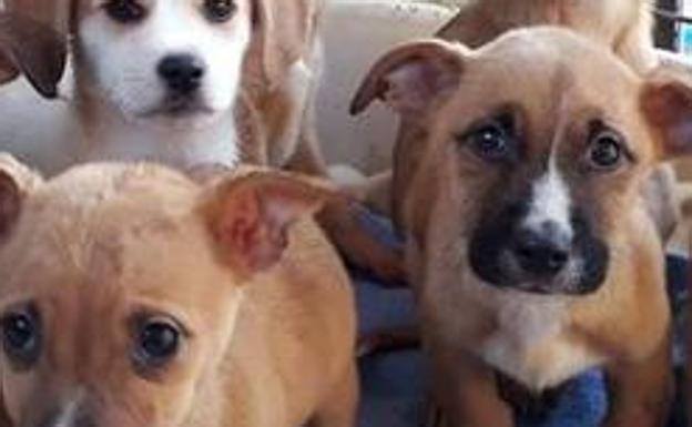 Hallan un perro muerto y 16 hacinados en un domicilio de Gijón