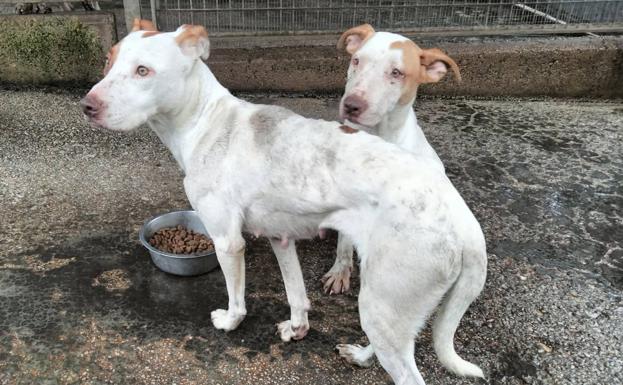 Investigan por maltrato animal la muerte de un perro y el hacinamiento de otros 16 en un domicilio de Gijón