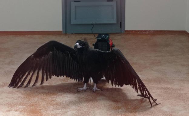 Liberados dos buitres negros en Las Ubiñas que fueron rescatados en Castrillón