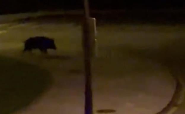 Un jabalí se 'pasea' por San Claudio